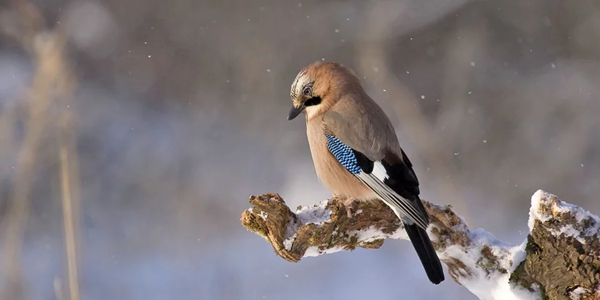 鳥.jpg